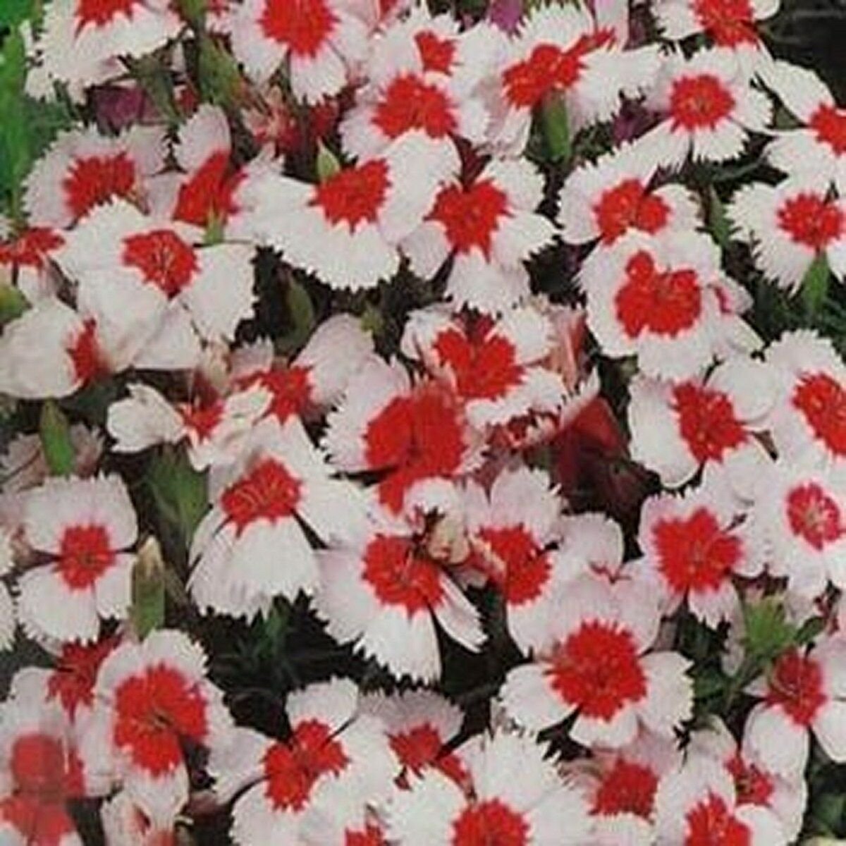 Dianthus- Chinensis- Merry-Go-Round- 50 Seeds