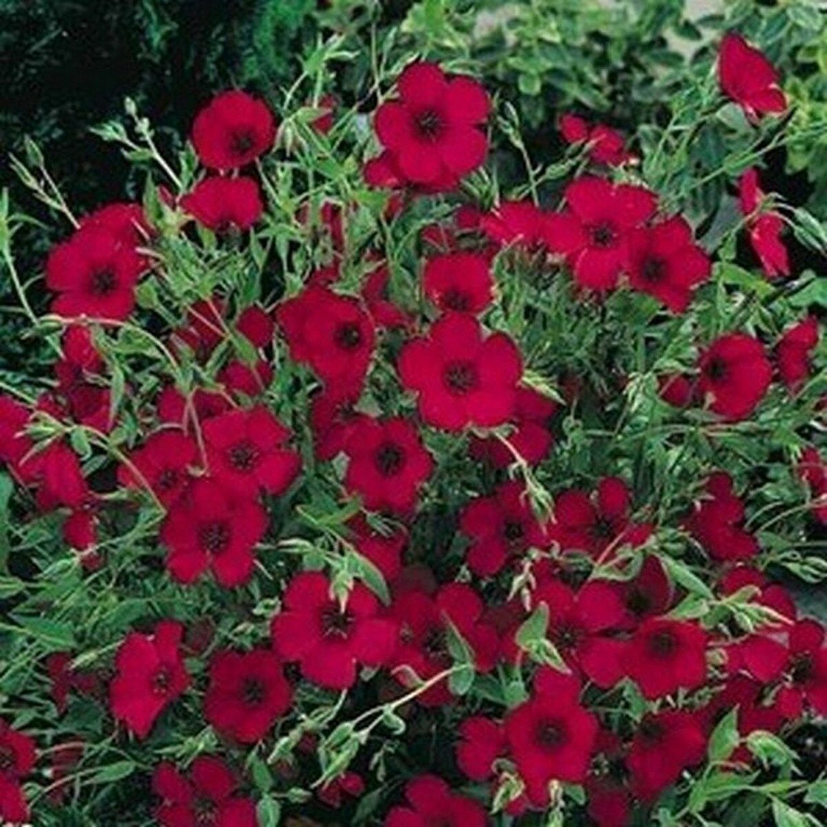 Scarlet Flax (Linum Rubrum)- 200 seeds