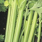 Celery- Golden Pascal- 200 Seeds -