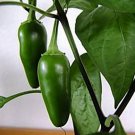 Pepper- Jalepeno Early- 100 Seeds -