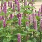Hyssop- Lavender-Agastache Foeniculum- 100 Seeds-