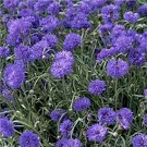 Bachelor Button- Centaurea Cyanus -Blue- 200 Seeds -