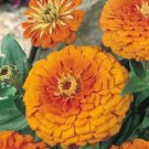 Zinnia- Elegans -Orange King- 100 Seeds