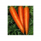 Carrot- Danvers- 200 Seeds