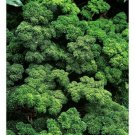 Parsley- Moss Curled- 200 Seeds -