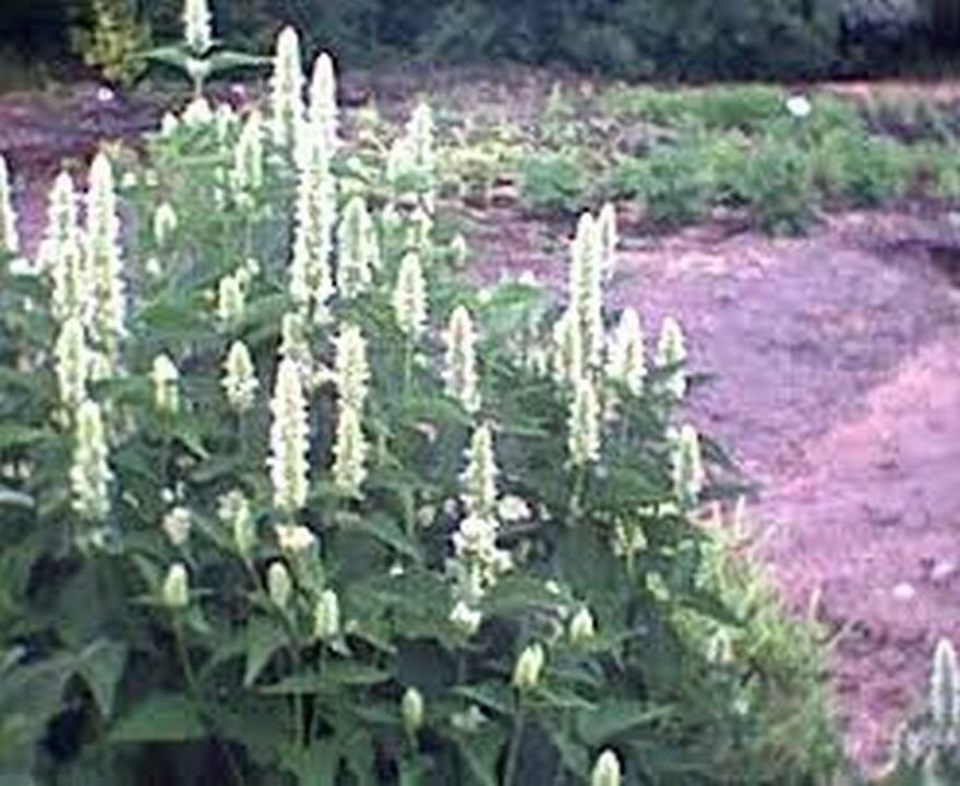Hyssop (Agastache Mexicana) Giant White- 100 seeds