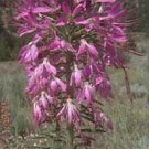Rocky Mountain Bee Plant- Cleome- 50 Seeds