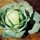 Cabbage- Early Jersey- 200 Seeds - 50% off sale