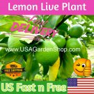 Cay Chanh Citrus LIME LEMON Tree plant ning meng