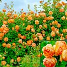 50+ ROSES flower rose plant fresh live plant rose seeds plant cuttings live seed