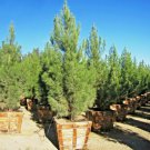 National park pine bonsai Pinus eldarica best bonsai plant pine plant seeds bulk