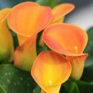 Orange Calla Lily Flowers Zantedeschia Aethiopica Plant Bonsai Seed FS07-10