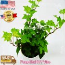 English Ivy plant common ivy Hedera helix fast grow climb evergreen 10 LIVE Cut