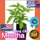 Chocolate Mints Live plants Rau hung cay Culinary Herbs Mentha perennial herbs