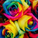50Pc Colorful Rainbow Rose Flower Seeds Home Garden Plants Multi-Color US ship