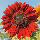 Red Sun Sunflower Seeds for Planting Non-GMO Fresh Garden Seeds US ship 50