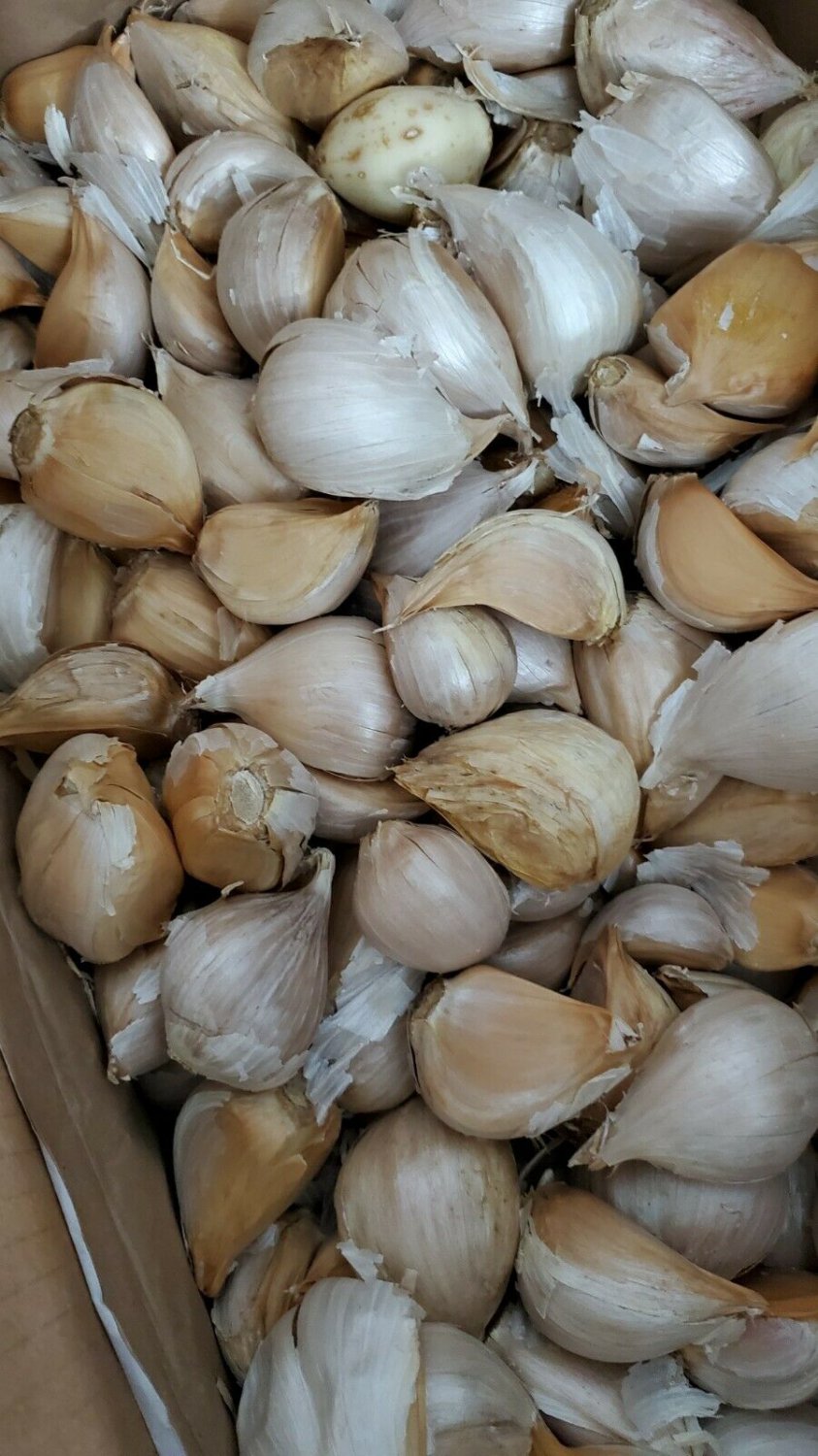 Elephant Garlic 10 fresh cloves for planting eating and cooking