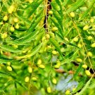 Rare Neem Tree Plant & seeds Azadirachta indica Non GMA in Pot Grown seed NS50