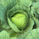 Cabbage Early Jersey Wakefield Seeds - Microgreens or Garden 164C
