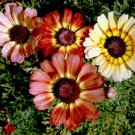 Painted Daisy Tri Color Mix Seeds bin11