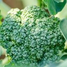 Broccoli De Cicco Seeds - Microgreens or Garden 154C
