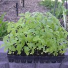 Chia Herb Seeds - Sprouts Microgreen or Garden 190C