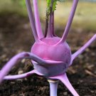 Purple Vienna Kohlrabi Heirloom Seeds - B4
