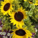 Grey Stripe Sunflower Seeds binC5
