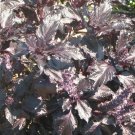 Basil Purple Ruffles Culinary Herb Heirloom Seeds - B196