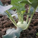 Kohlrabi White Vienna Seeds - Microgreen or Garden binC135