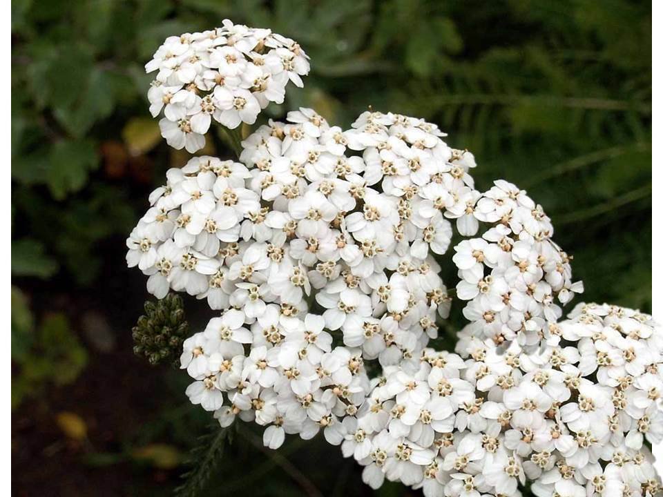 Тысячелистник белый фото. Achillea millefolium, White Yarrow. Тысячелистник белый. Тысячелистник Инка Голд. Тысячелистник диадема.