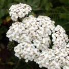 White Yarrow Wildfower Seeds - Achillea millefolium - B136