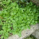 Corn Salad Seeds - Lamb’s Mache - Valerianella locusta - B313