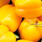 Yellow Golden California Wonder Bell Pepper Seeds B259