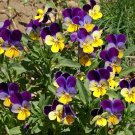 Johnny Jump Up Flower Seeds - Viola tricolor - B85