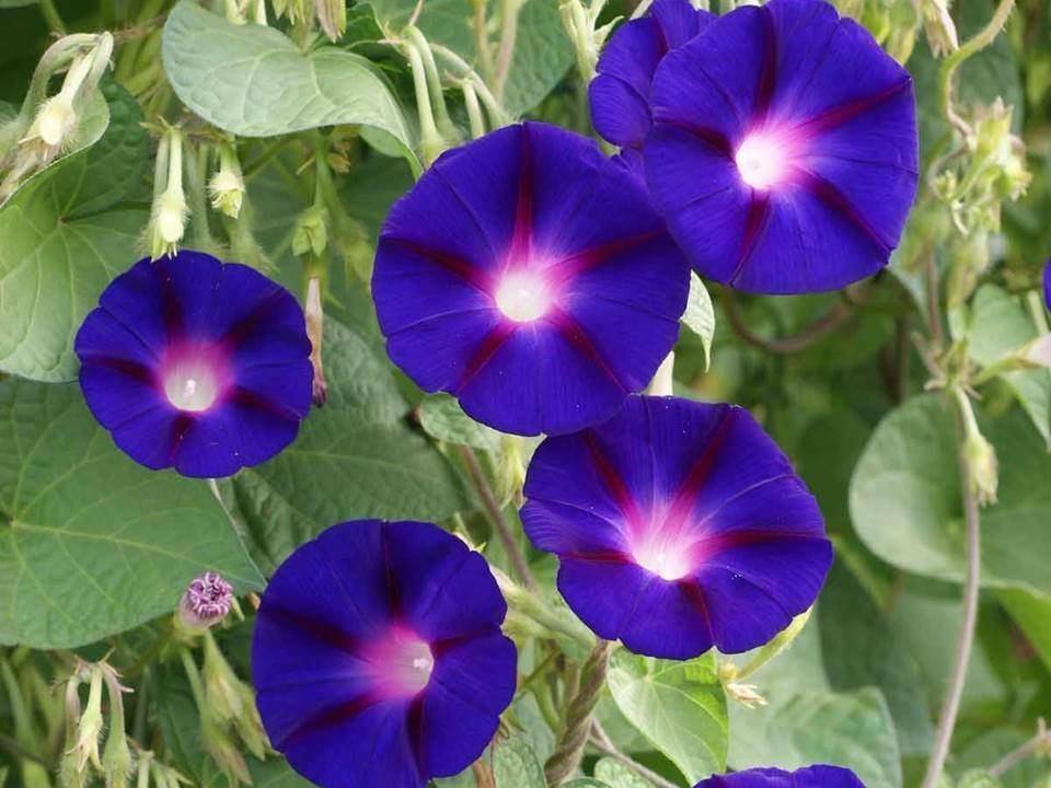 Morning Glory Grandpa Ott Flower Vine - Ipomoea purpurea - B178