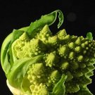 Romanesco Italia Fractal Broccoli Seeds - B124