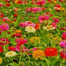 Zinnia Pumila Mix Flower Seeds - Cut & Come Again - B109