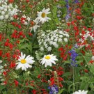Rocket Red White & Blue Wildflower Seed Mix Annuals & Perennials - S29