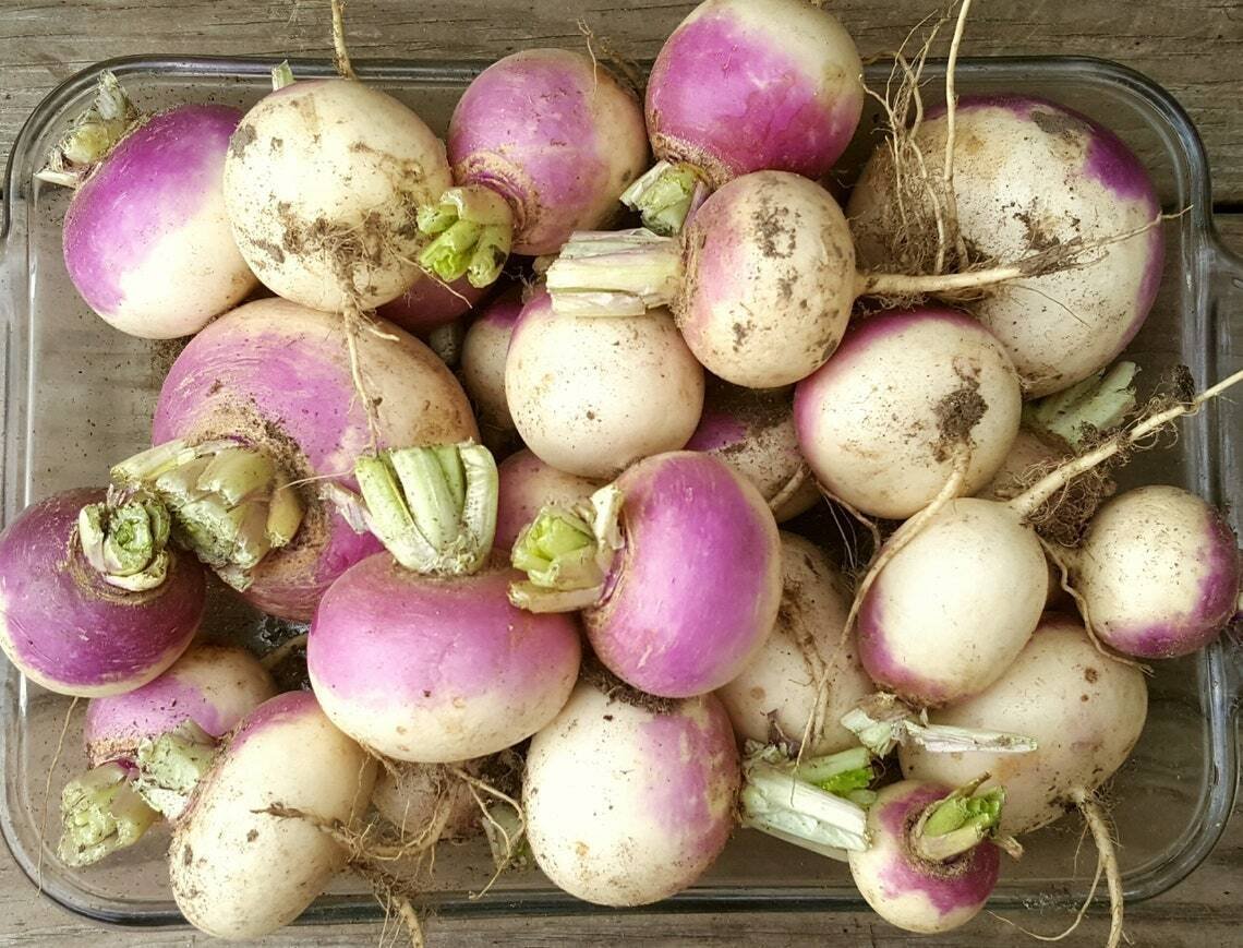 Purple Top White Globe Turnip Heirloom Garden Seeds - B99