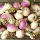 Purple Top White Globe Turnip Heirloom Garden Seeds - B99