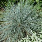 Blue Fescue Ornamental Grass Seeds - Festuca glauca - B327