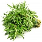Summer Savory Culinary Herb Seeds - B167