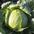 Cabbage Late Flat Dutch Heirloom Open Pollinated Seeds - B128