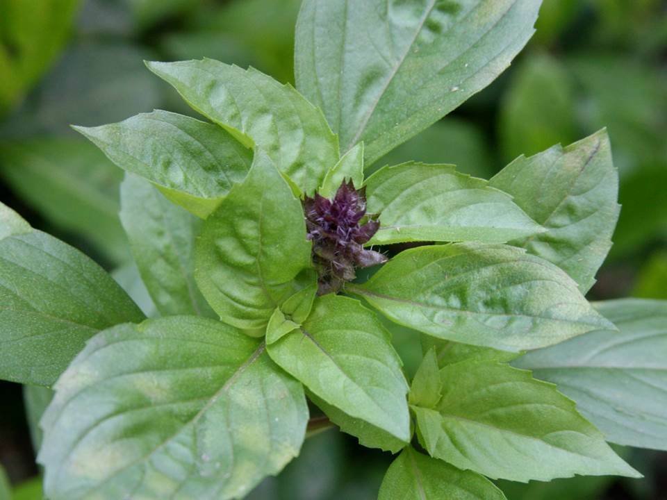 Cinnamon Basil Culinary Herb Seeds - B248