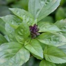 Cinnamon Basil Culinary Herb Seeds - B248