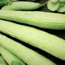 Cucumber Armenian Green Heirloom Seeds - B319