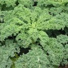 Dwarf Siberian Kale Heirloom Seeds - B43