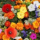 Deer Resistant Wildflower Mix Seeds - Perennials and Annuals - S18