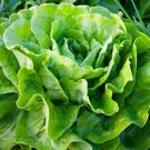 Tom Thumb Leaf Lettuce Heirloom Garfden Seeds -Dwarf Butterhead - B299